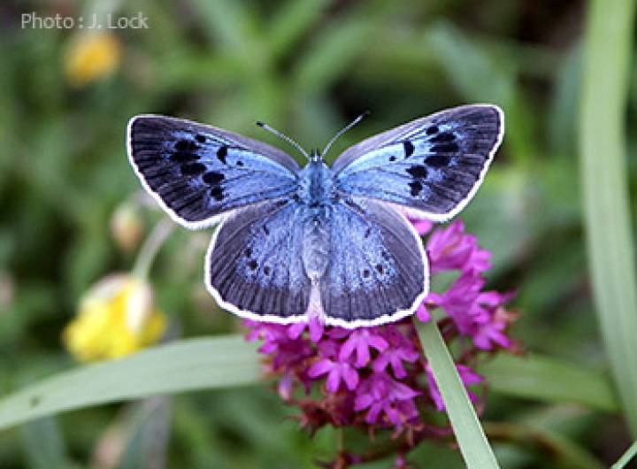 Azuré du serpolet (Maculinea arion)