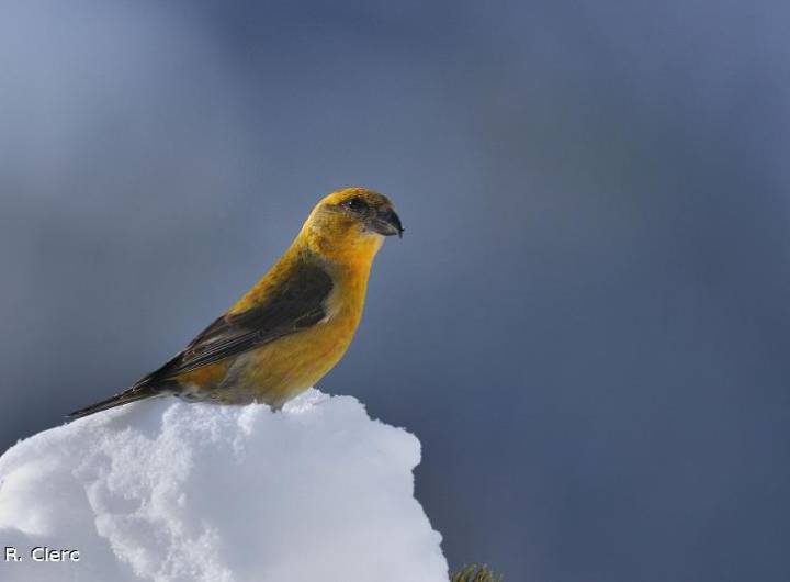 Bec-croisé des sapins (Loxia curvirostra)