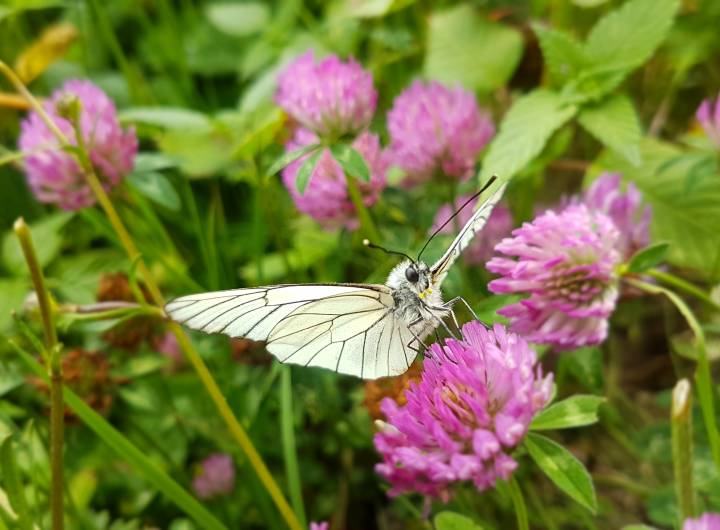 La biodiversité : une faune et une flore chéries à Praz, papillon - Marie-Anaïs Lien