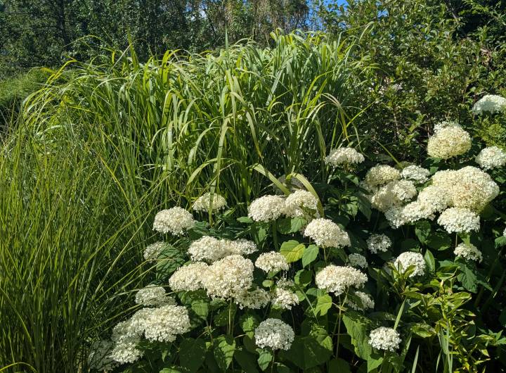 Concours des maisons fleuries 2025, catégorie « Copropriétés » - Marie-Anaïs Lien