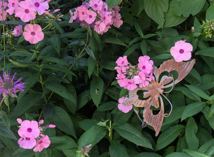 Concours des maisons fleuries 2025, catégorie « Copropriétés » - Marie-Anaïs Lien