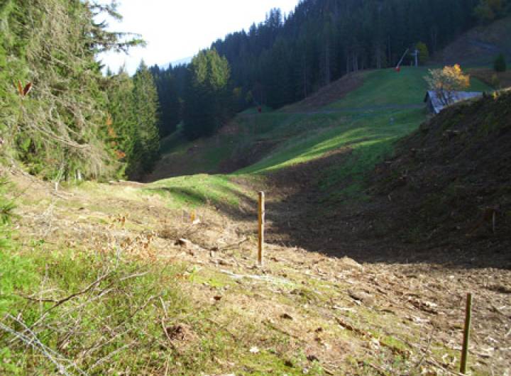 Orée de la forêt aux Évettes