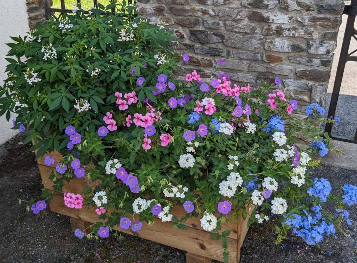 Un cimetière joliment fleuri  - Marie-Anaïs Lien