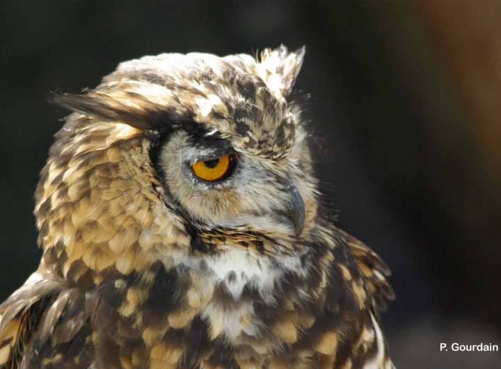 Grand-duc d’Europe (Bubo bubo)