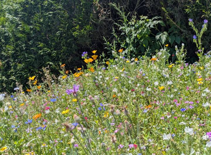 Jolie, cette jachère fleurie ! - Marie-Anaïs Lien
