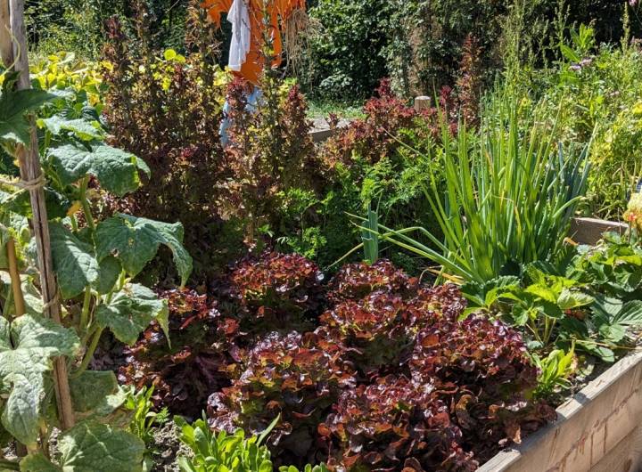 Merci à l'association des Jardins de Pratz pour entretenir ces beaux jardins partagés - Marie-Anaïs Lien