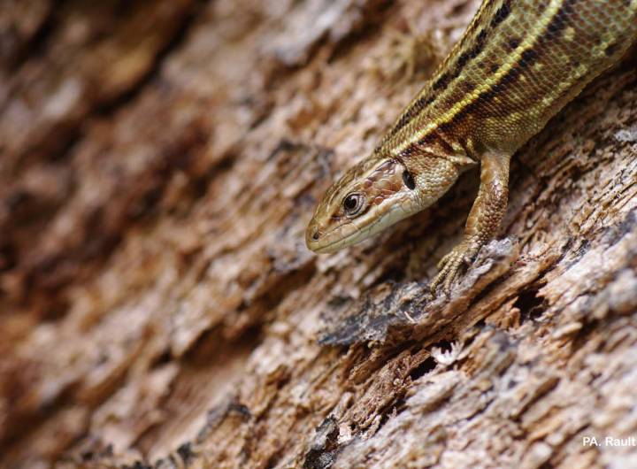 Lézard vivipare (Lacerta vivipare)