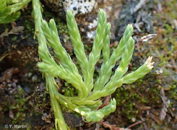 Lycopode des Alpes (Diphasiastrum alpinum) © Yoan Martin