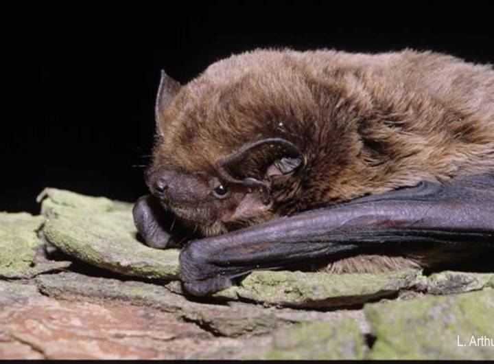 Noctule de Leisler (Nyctalus leisleri)