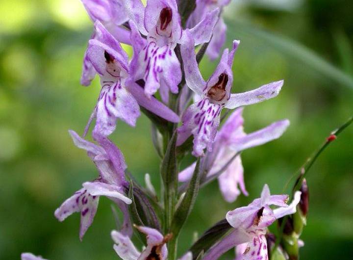 Orchis de Traunsteiner (Dactylorhiza traunsteineri)