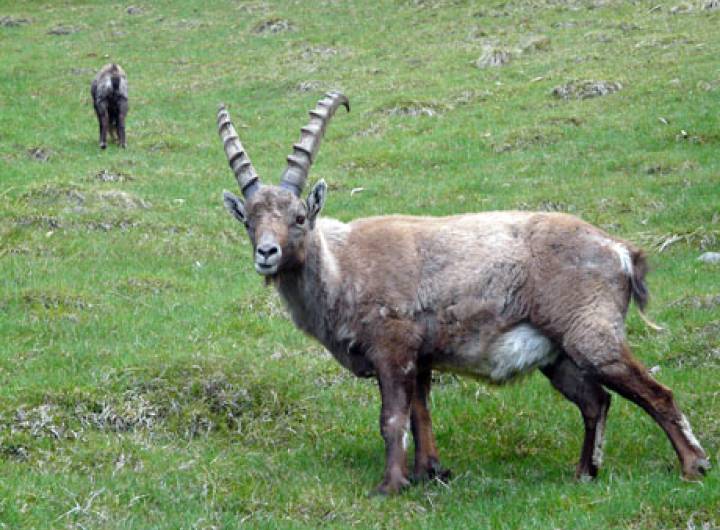 Les communes de PsA et Roscoff ont officialisé leur jumelage et découvert des centres d'intérêt locaux du 29 avril au 1er mai 2011.