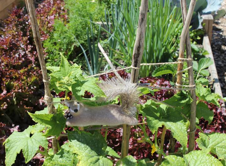 Concours des maisons fleuries 2023 : catégorie &quot;Jardins partagés&quot; - Solange Cooke
