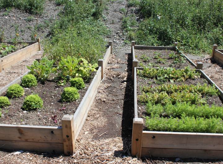 Concours des maisons fleuries 2023 : catégorie &quot;Jardins partagés&quot; - Solange Cooke