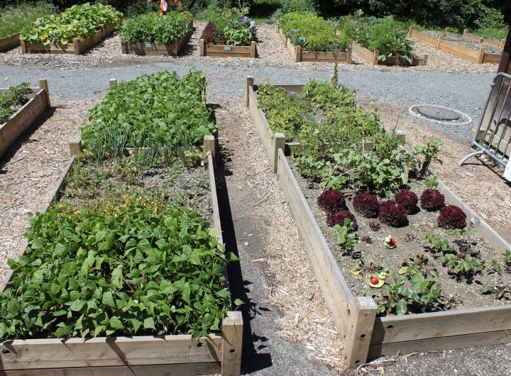 Concours des maisons fleuries 2023 : catégorie &quot;Jardins partagés&quot; - Solange Cooke