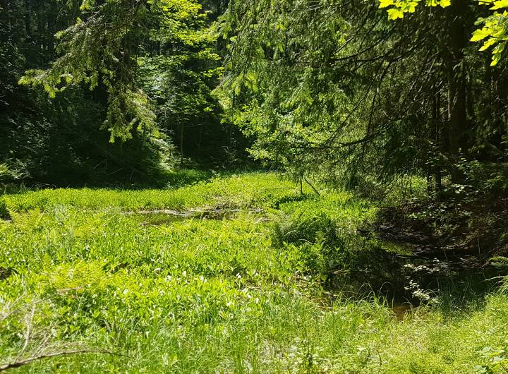 Gouille noire avant les travaux