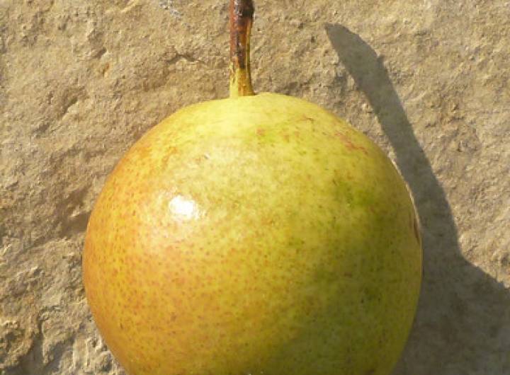Plantation d'arbres fruitiers en contrebas du verger communal, avec les élèves de l'école des Éterlous - Marie-Anaïs Lien