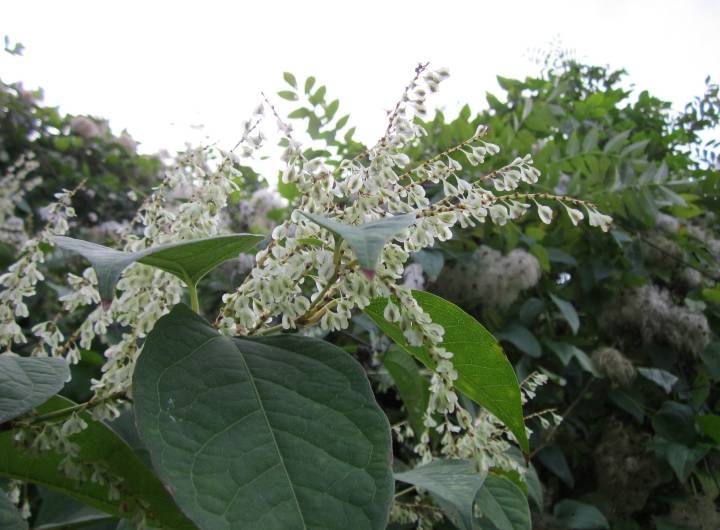 Espèce exotique envahissante : renouée du Japon (Fallopia japonica)