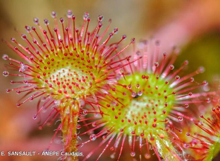 Rossolis à feuilles rondes (Drosera rotundifolia)