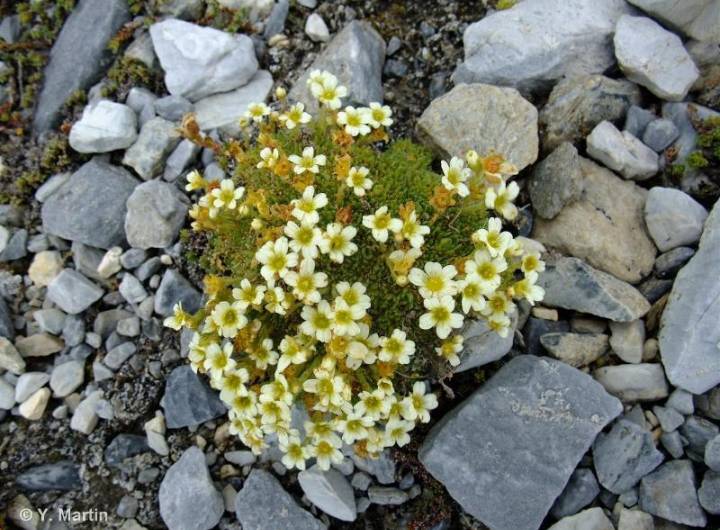 Saxifrage fausse-mousse (Saxifraga muscoides)