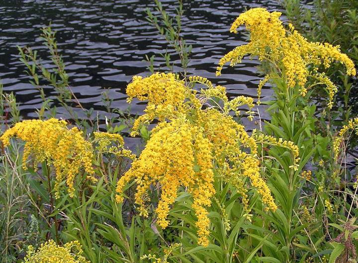 Espèce exotique envahissante : solidage géant (Solidago gigantea)