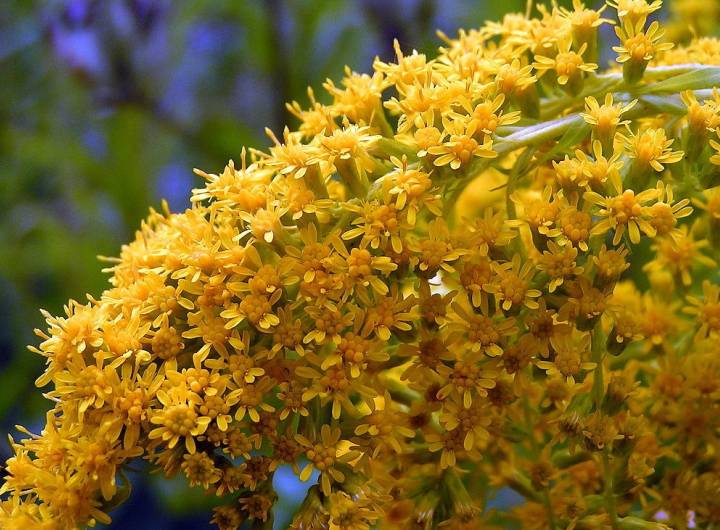 Espèce exotique envahissante : solidage géant (Solidago gigantea)