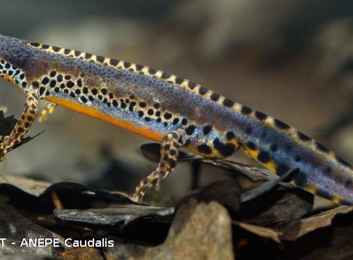 Triton alpestre (Triturus alpestris)