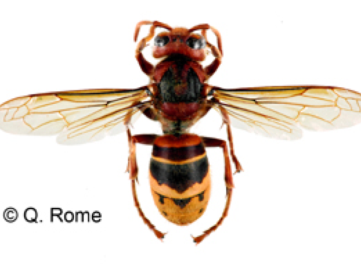 Frelon d'Europe, Vespa crabro - Quentin Rome/MNHN