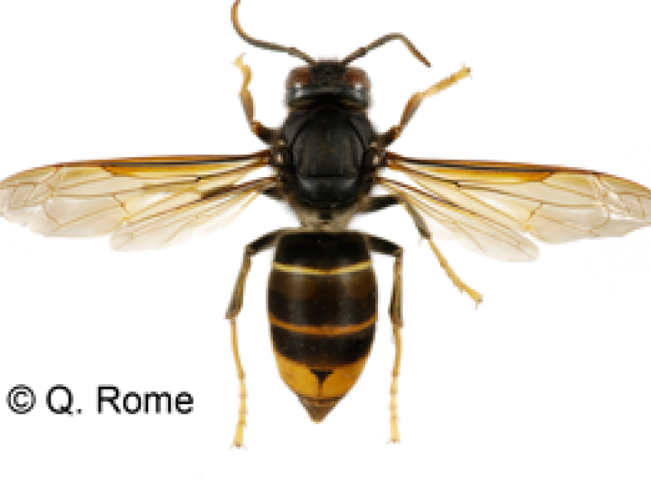 Frelon asiatique à pattes jaunes, Vespa velutina - Quentin Rome/MNHN