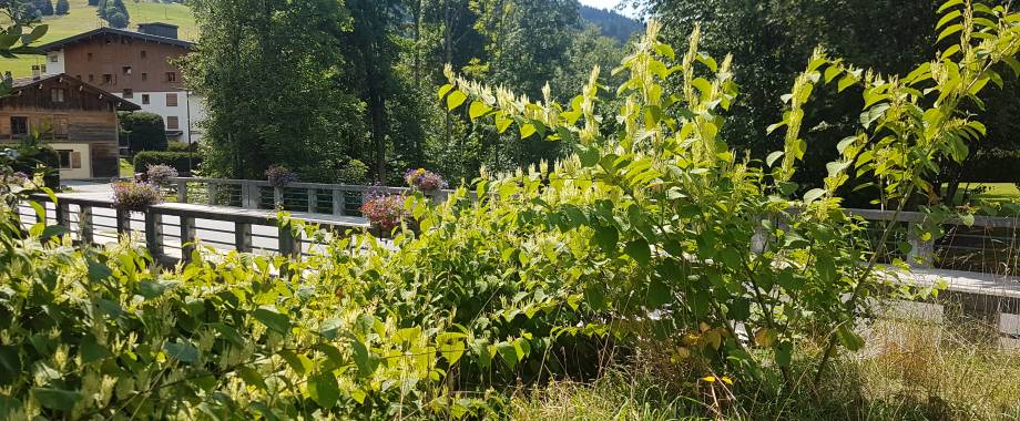 Renouée du Japon visible au niveau du pont de l'Île - Marie-Anaïs Lien
