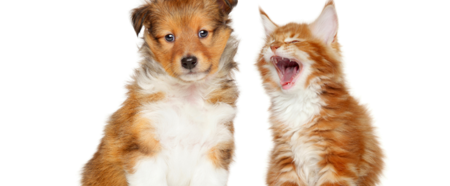 Pourquoi faire indentifier son animal ? © I-CAD