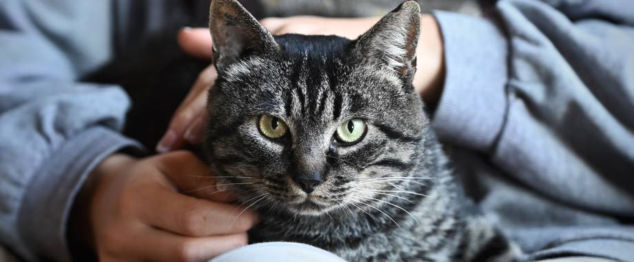 Animal de compagnie : chat - Laura Peticca