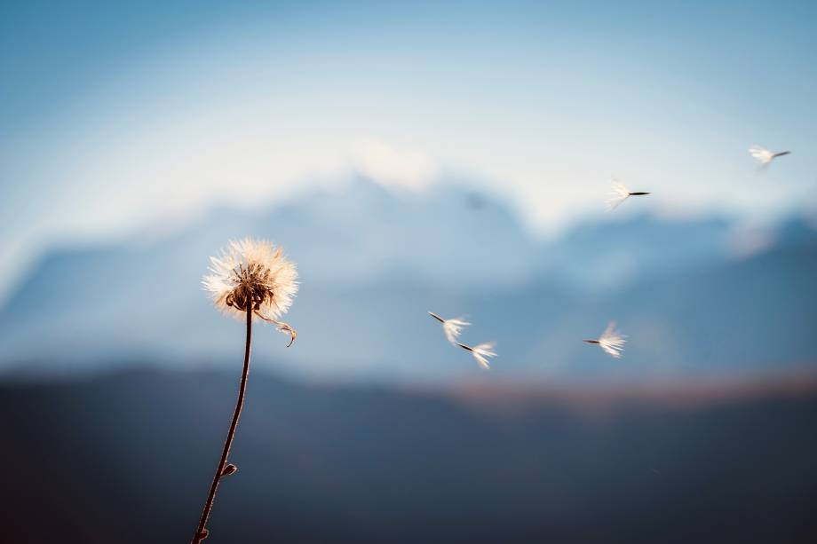 Visuel d'Arlyca Montana pour le projet de Festival des plantes de montagne