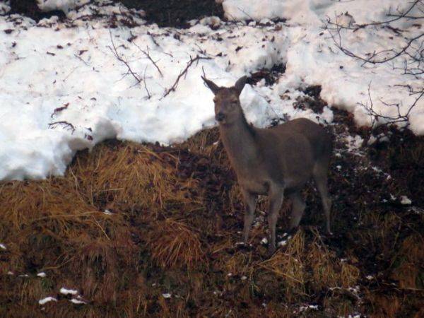 Ce chevreuil est heureux de retrouver de l'herbe dégagé par la coulée de neige du 16 décembre 2012