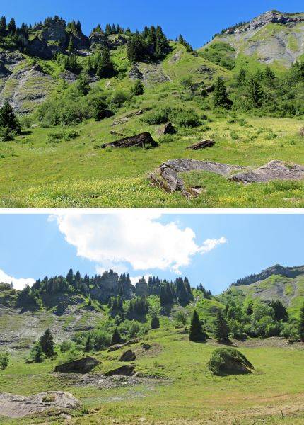 Reconquête pastorale sur l'alpage de la Pierre, près du départ du TS de Ban rouge : plus de 6 200 m² d'aulnes verts et autres arbustes/arbres ont été coupés et broyés en juin 2019. - Yann Jaccaz