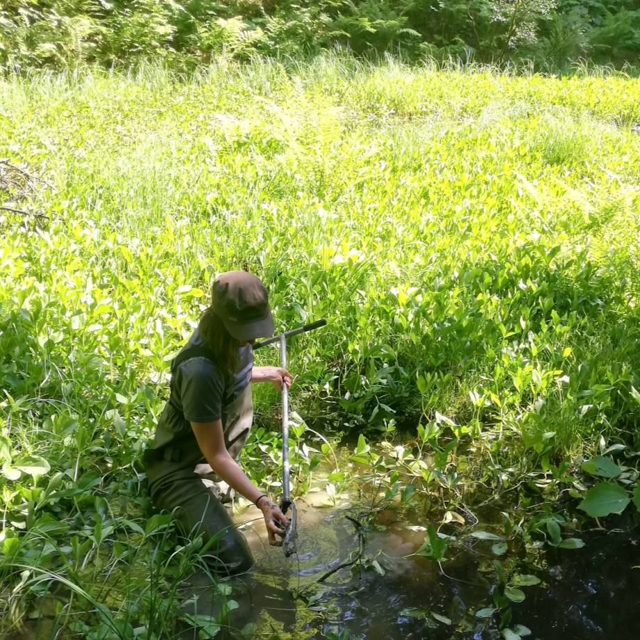 Zone humide : gouille noire en juin 2020 - prélèvement de sol - Asters