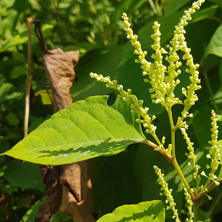 Renouée du Japon le 25/08/2021 - Marie-Anaïs Lien