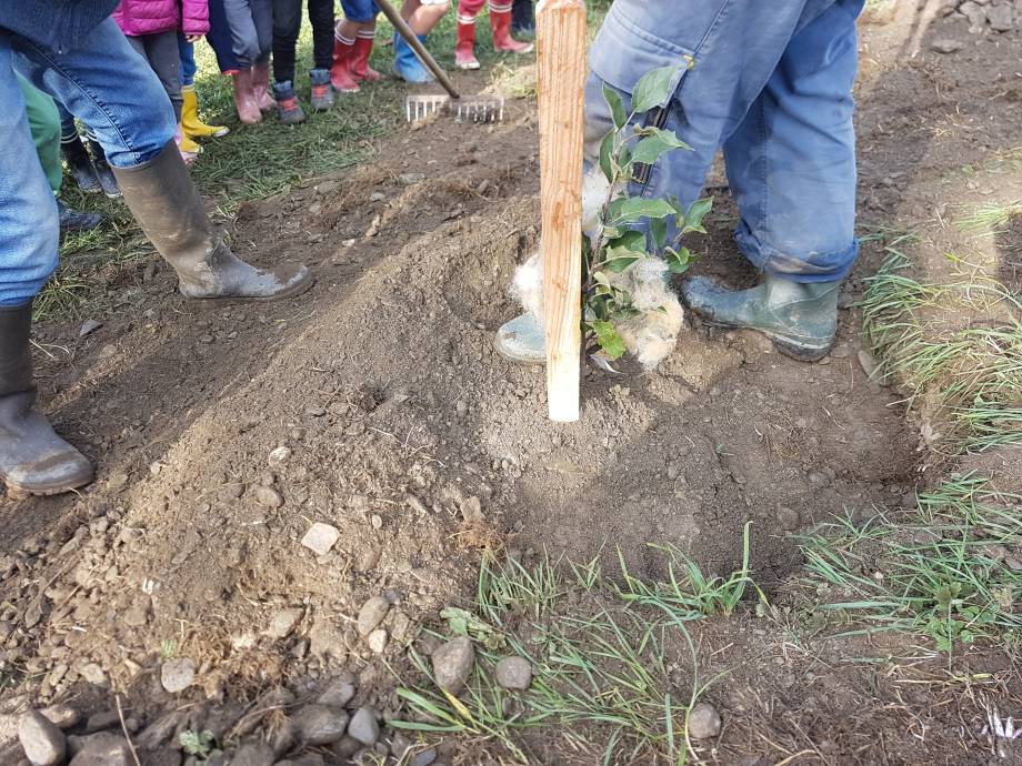Plantation d'arbres fruitiers en contrebas du verger communal, avec les élèves de l'école des Éterlous - Marie-Anaïs Lien