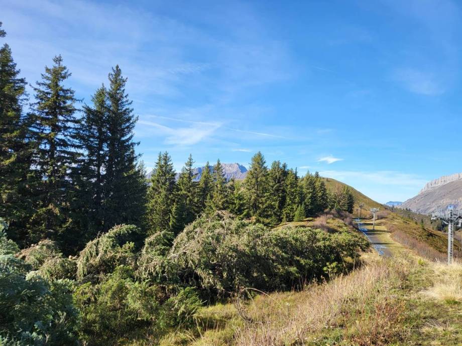 Reconquête pastorale : arbre abattu en lisière, sur la crête en direction de la Tête du Torraz - Pierre Bessy