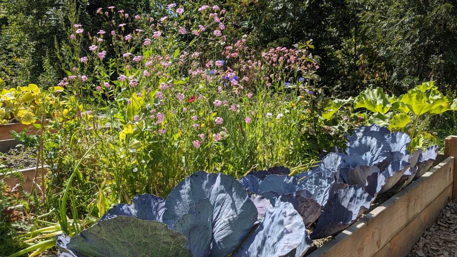 Jardins partagés en août 2023