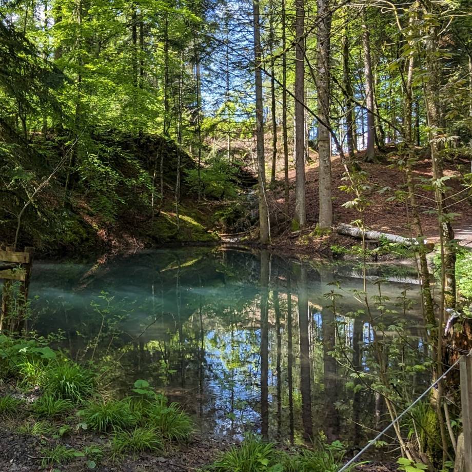 Zone humide de Coudet photographiée le 24/05/2024 - Marie-Anaïs Lien