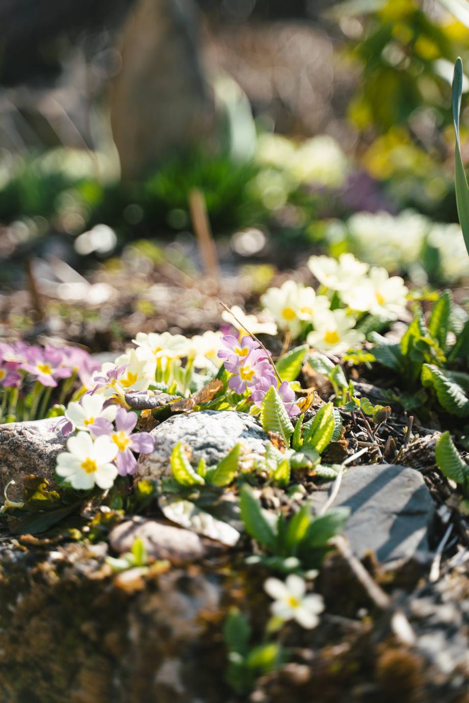 Nettoyage de printemps du 5 avril 2025 - Émile Plot