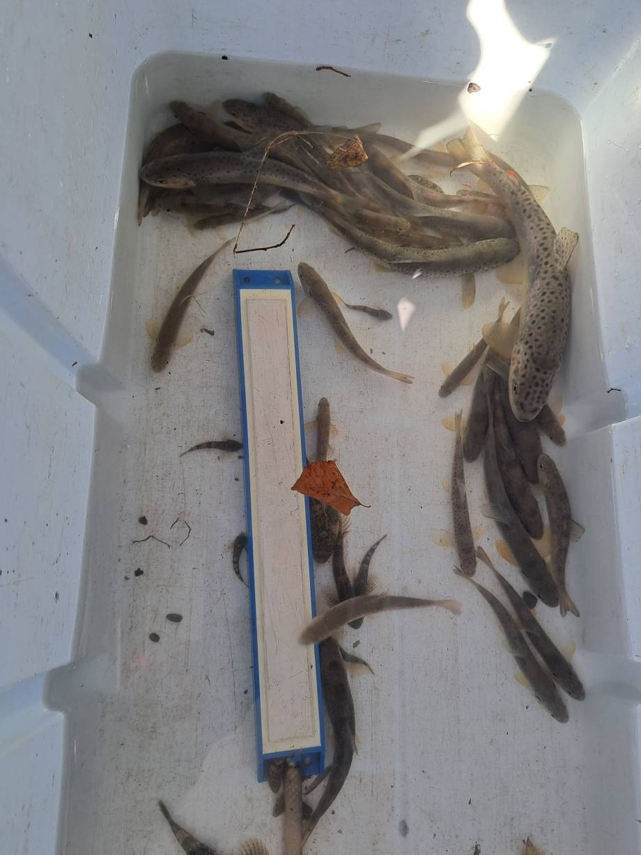 Pêche électrique de sauvetage réalisée au niveau de la berge de la route de l'Arly face à Feige et fils - Olivier Perrin