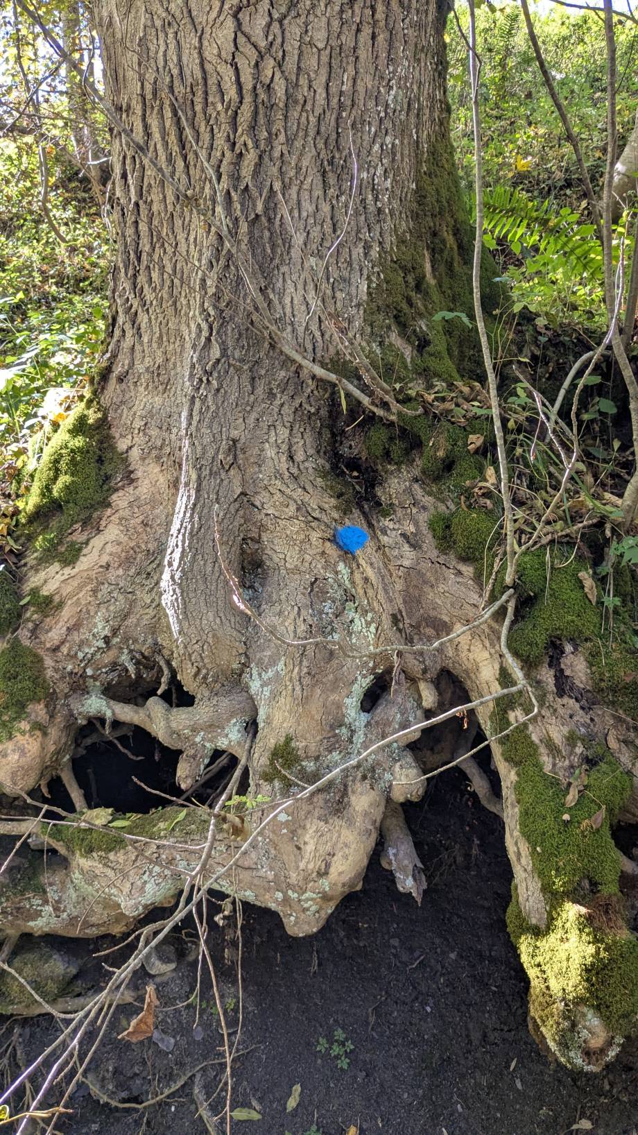 Les arbres à couper ont été marqués d'un point bleu. - Marie-Anaïs Lien