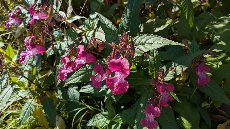 Balsamine à arracher manuellement - Marie-Anaïs Lien