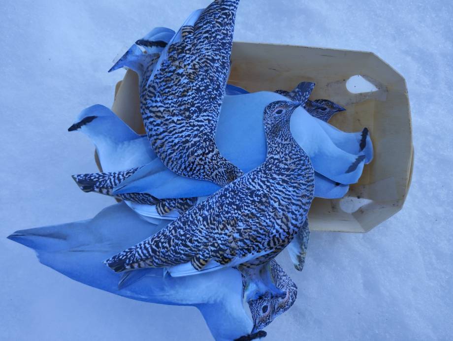 Animation de la CCPMB et du Centre de la nature montagnarde