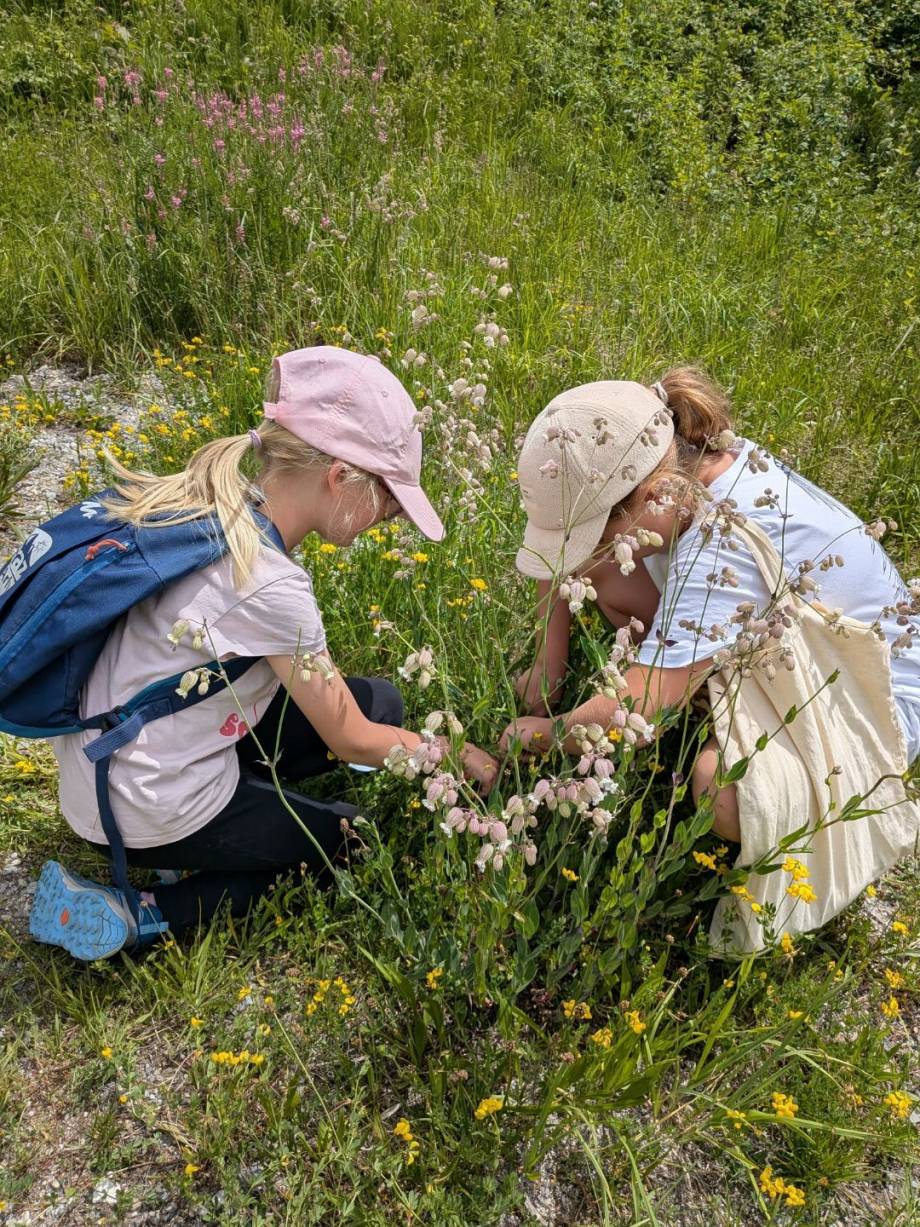 Création d'un herbier par les élèves de CM1 et CM2 avec la présidente d'Arlyca Montana, Émilie Allard - Françoise Perrin