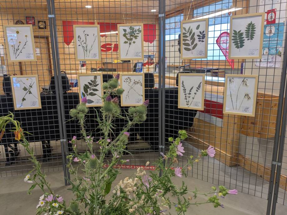 Exposition de l'herbier des élèves de CM1 et CM2 dans le local de l'ESF - Marie-Anaïs Lien