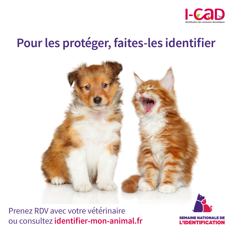 Pourquoi faire indentifier son animal ? © I-CAD