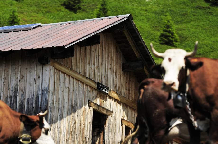 Alpage du Plan de l'Aar - vaches - Gaël Joncour