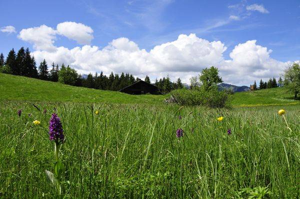 Zone humide des Évettes